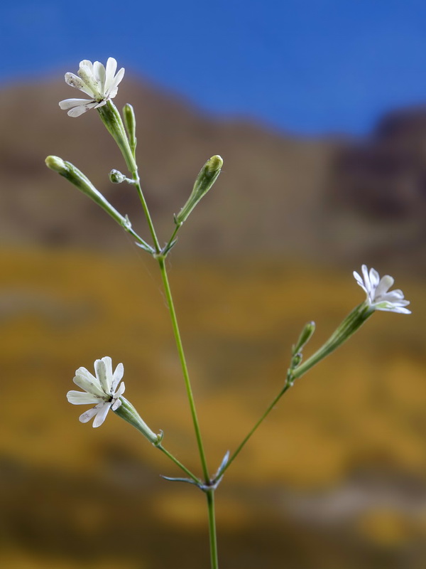 Silene fernandezii.14