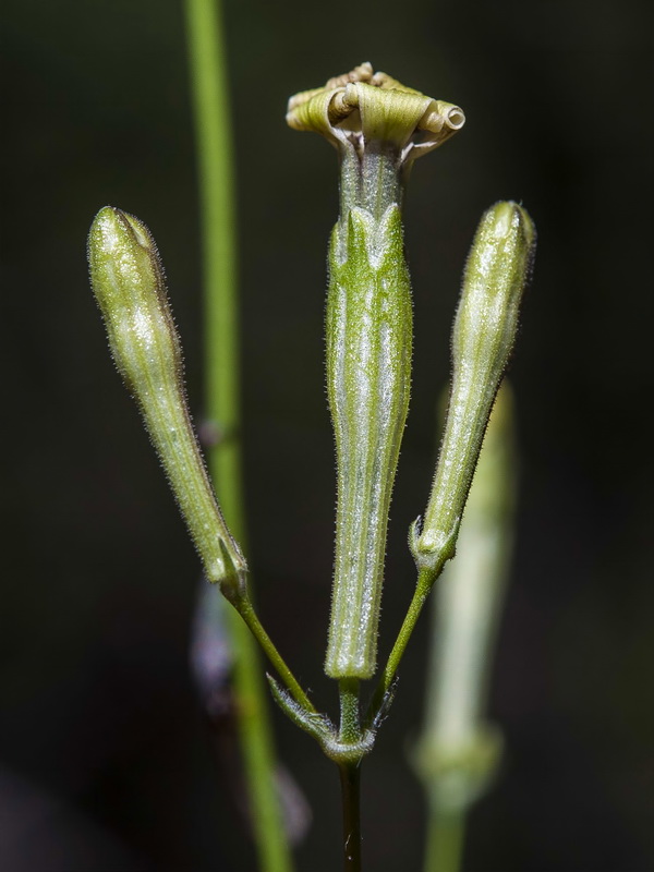 Silene fernandezii.17