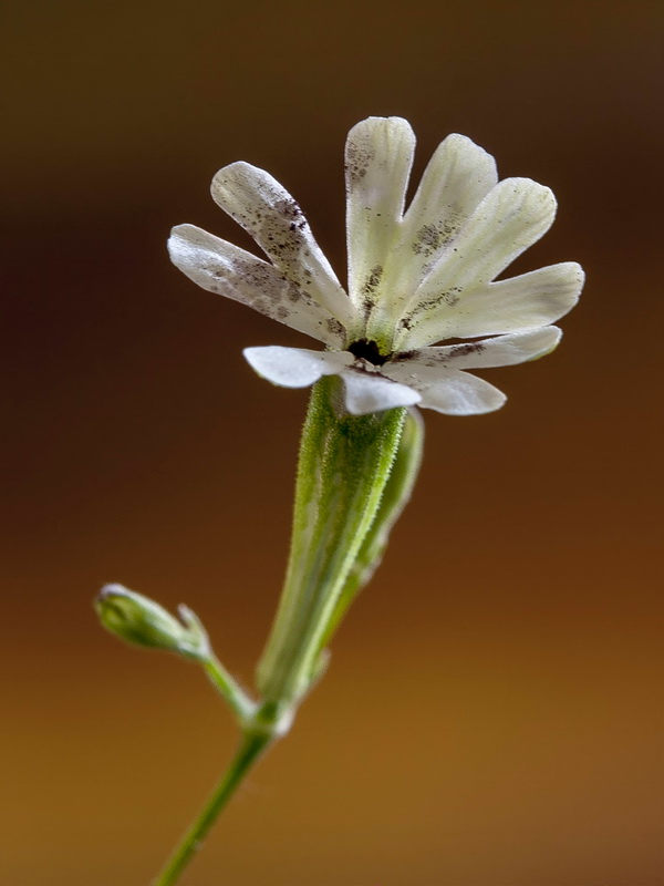 Silene fernandezii.22