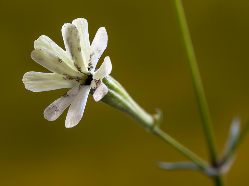 Silene fernandezii.24