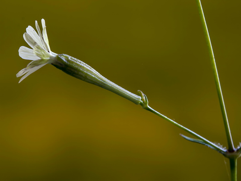 Silene fernandezii.25