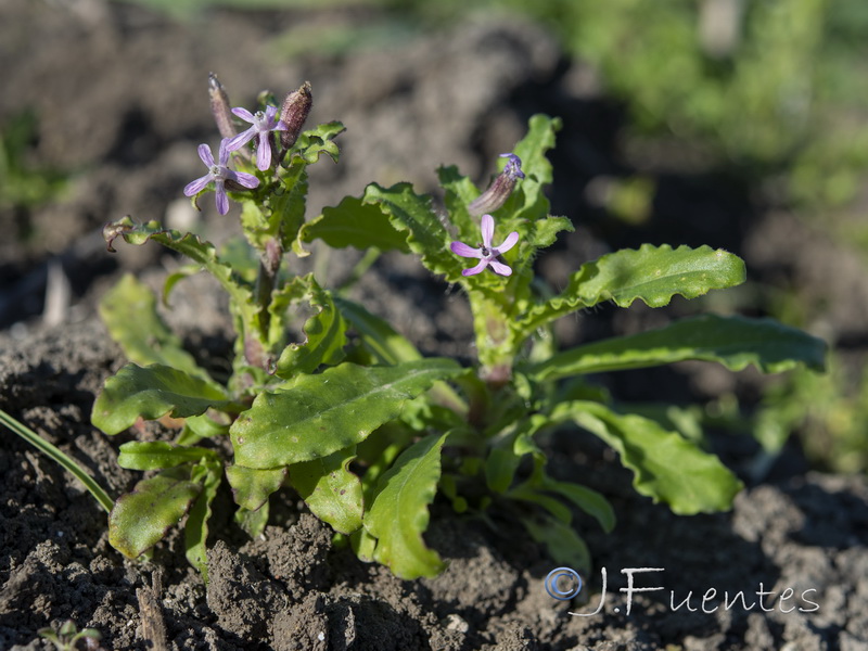 Silene fuscata.01