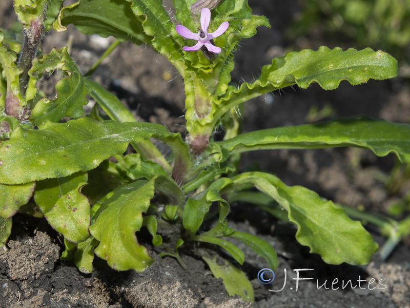 Silene fuscata.02