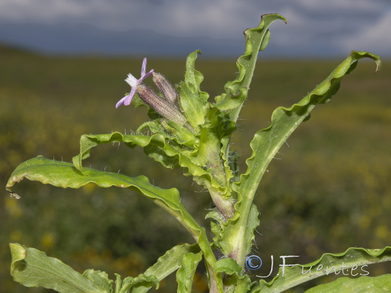 Silene fuscata.03