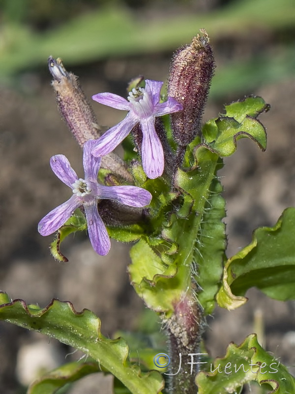 Silene fuscata.04