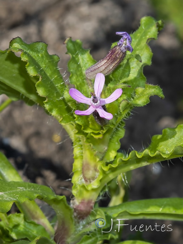 Silene fuscata.05