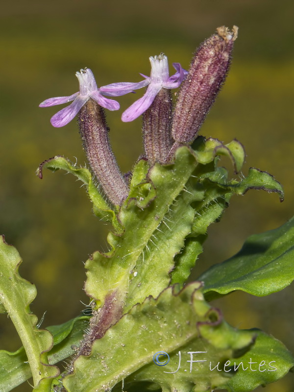 Silene fuscata.06