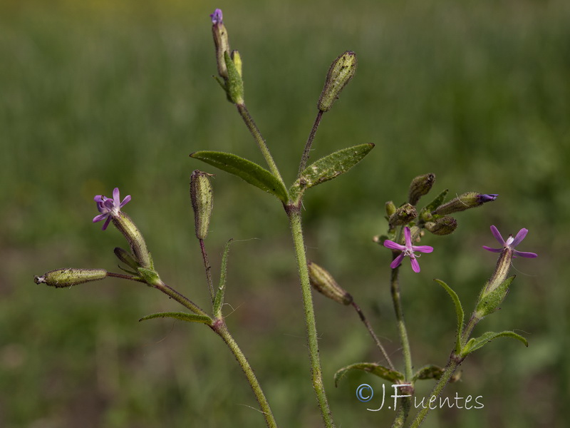 Silene fuscata.07