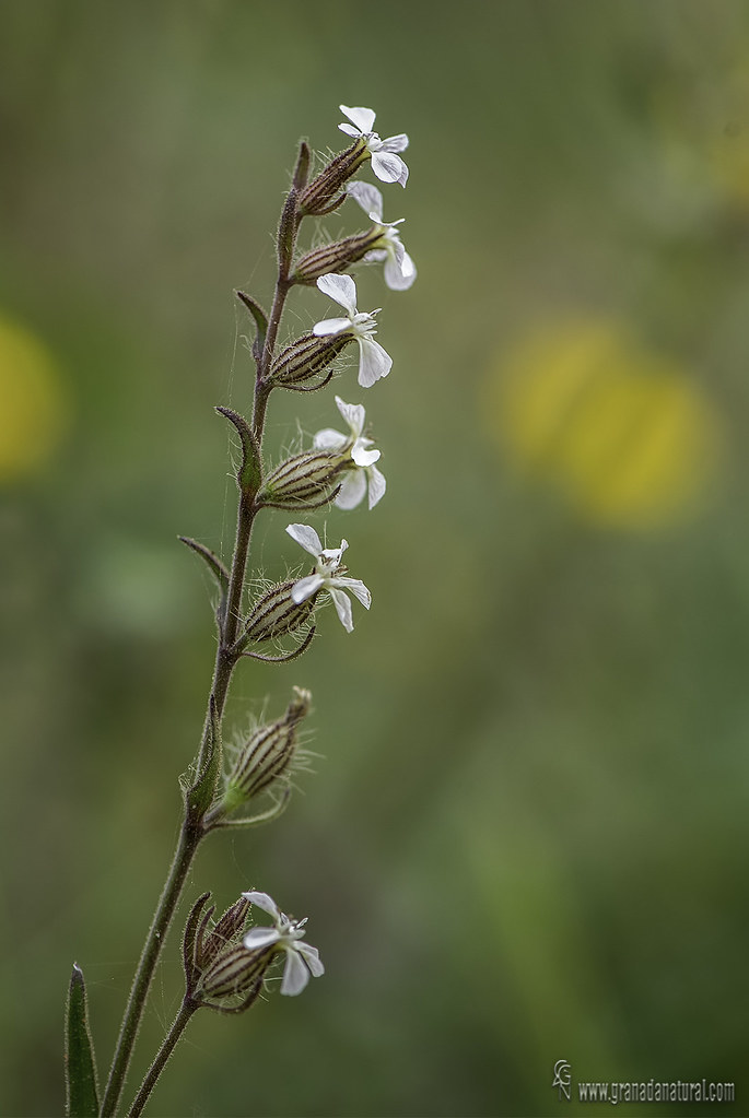 Silene gallica