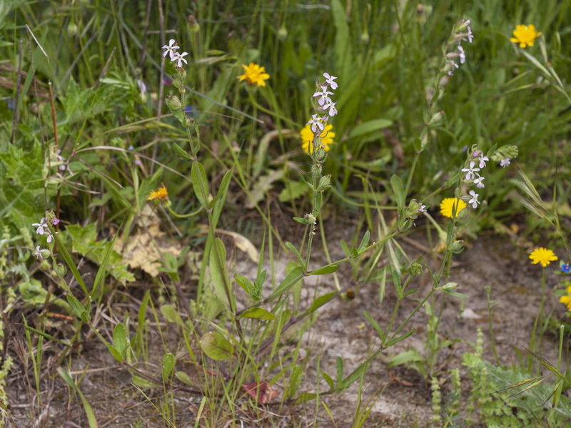 Silene gallica.01