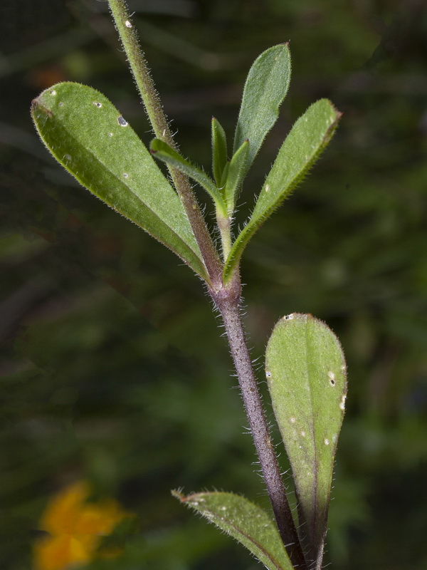 Silene gallica.04