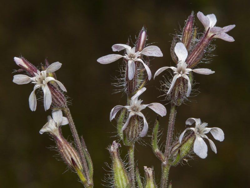 Silene gallica.07