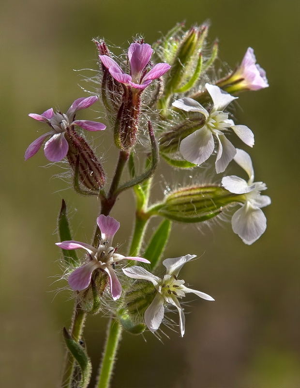 Silene gallica.08