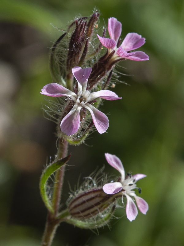 Silene gallica.10