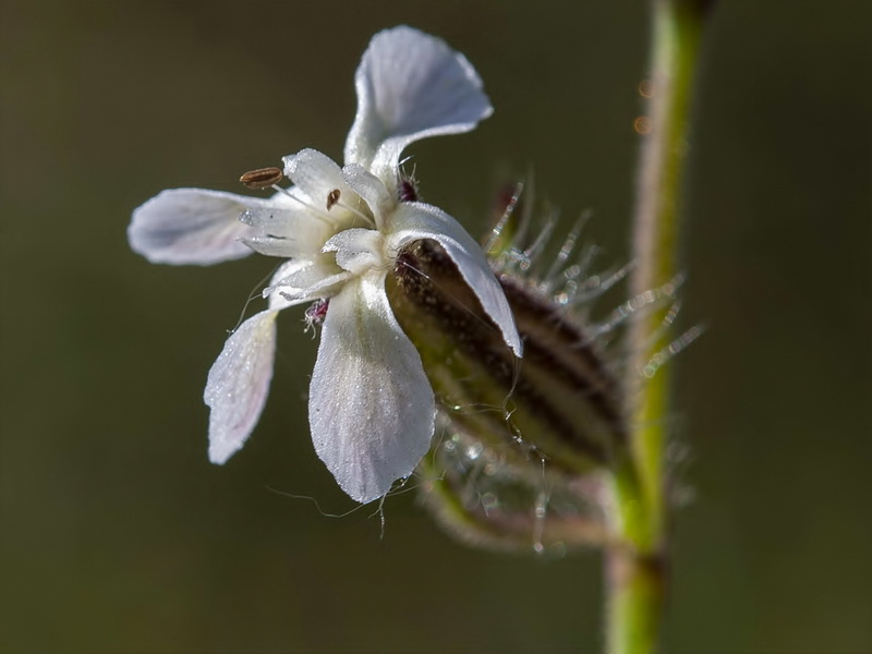 Silene gallica.15