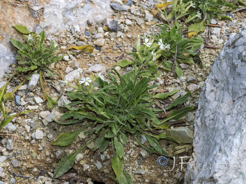 Silene gazulensis.01