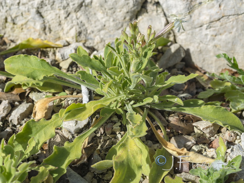 Silene gazulensis.02