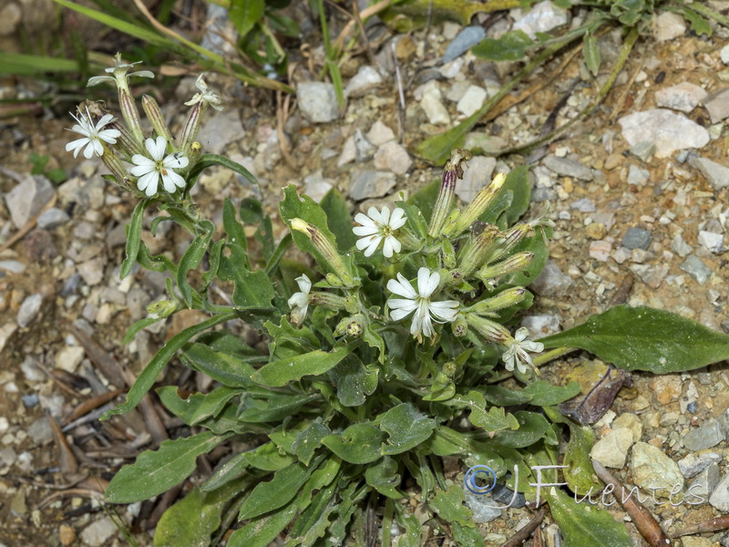 Silene gazulensis.03