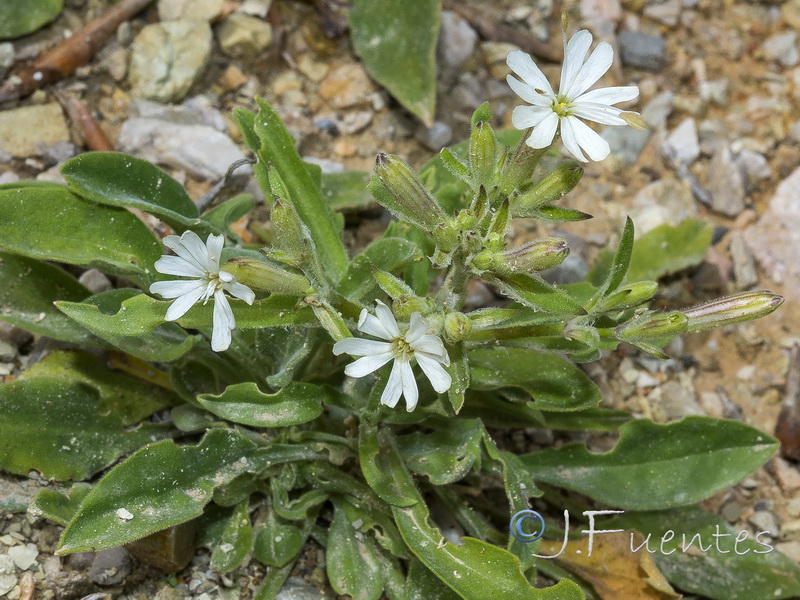 Silene gazulensis.04