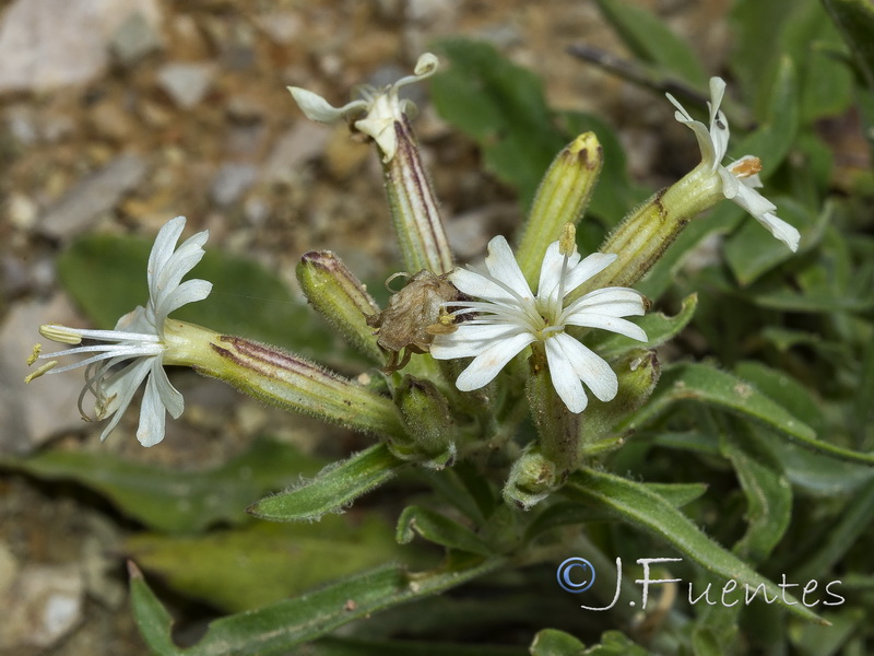 Silene gazulensis.05