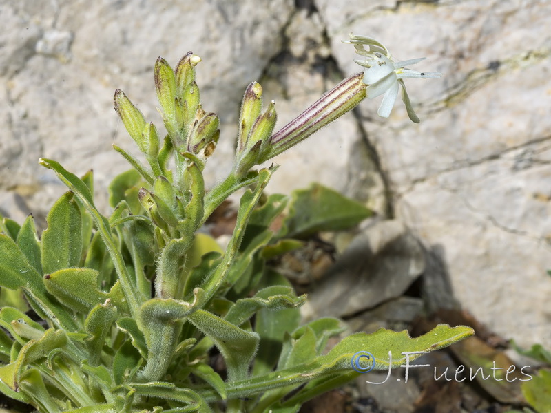 Silene gazulensis.06