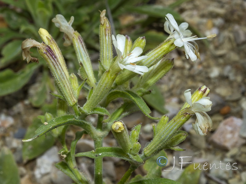 Silene gazulensis.07