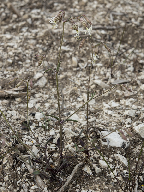 Silene germana.01