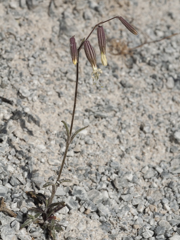 Silene germana.02