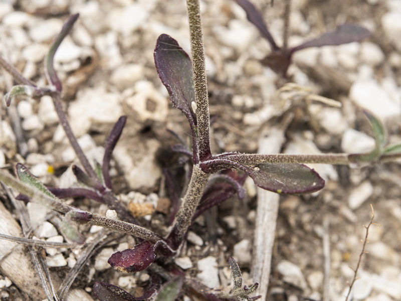 Silene germana.03