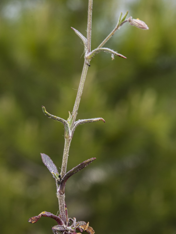 Silene germana.04