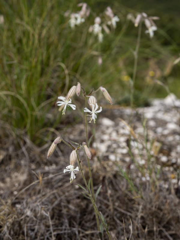 Silene germana.05