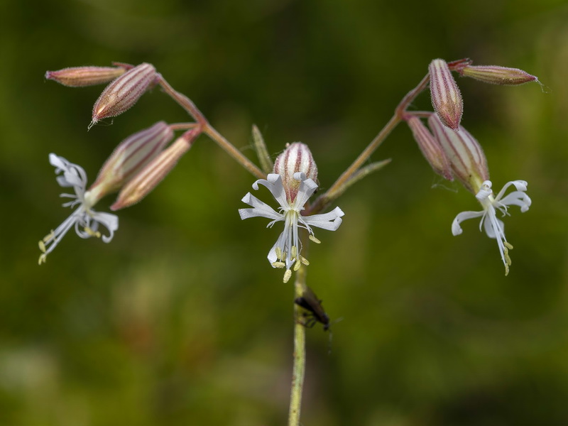 Silene germana.06