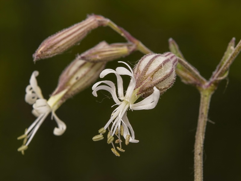 Silene germana.08