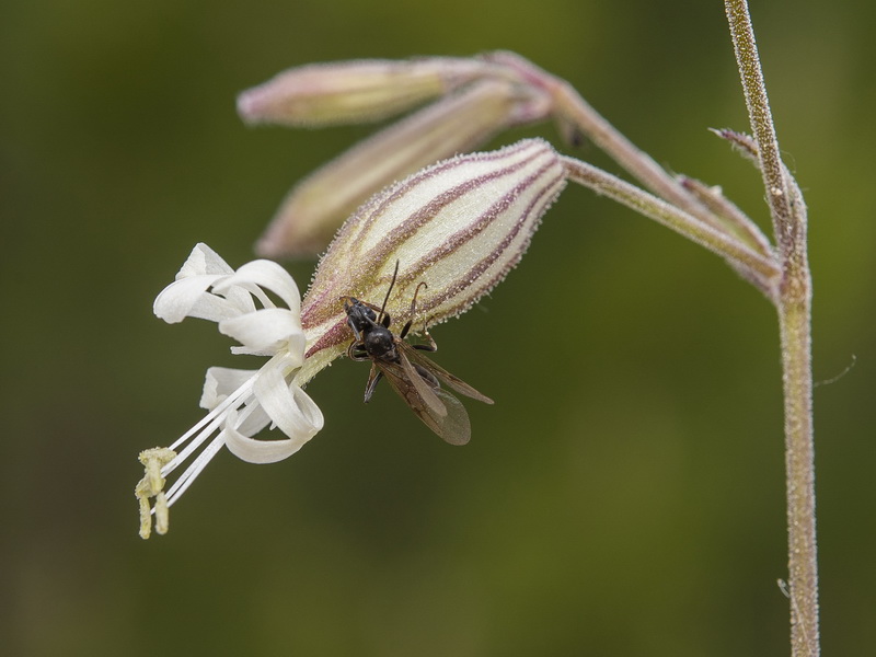 Silene germana.10