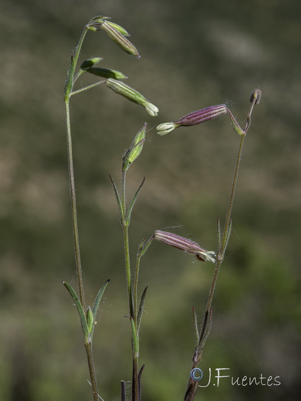 Silene germana.13