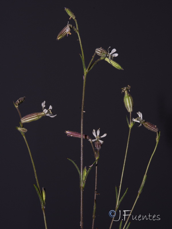 Silene germana.15