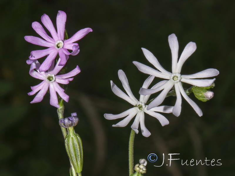 Silene gracilis.03
