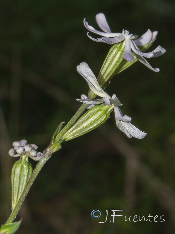 Silene gracilis.04