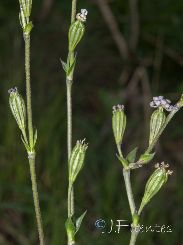 Silene gracilis.05