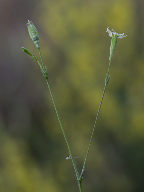 Silene inaperta inaperta.12