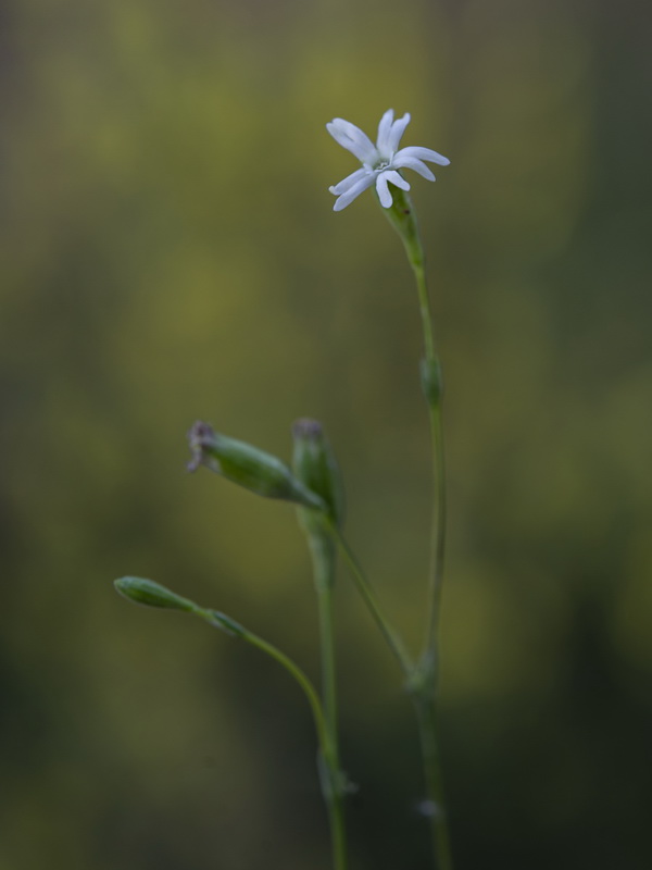 Silene inaperta inaperta.14