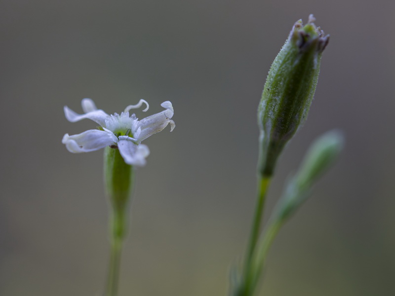 Silene inaperta inaperta.17