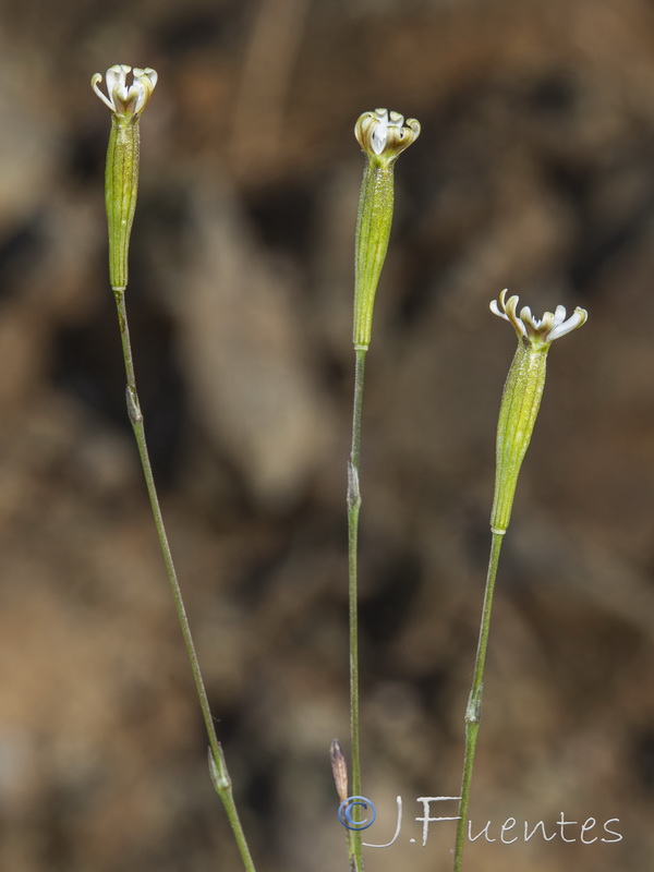 Silene inaperta serpentinicola.20