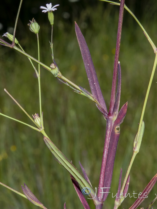 Silene laeta.02