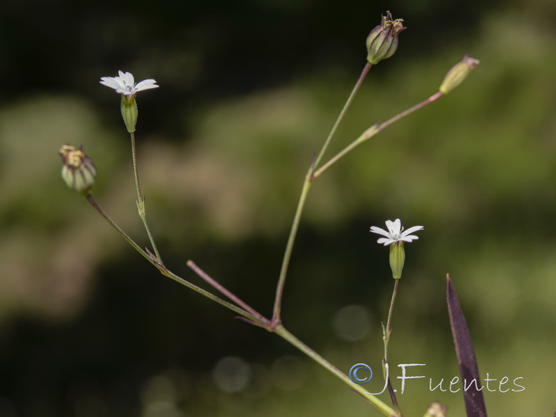 Silene laeta.03