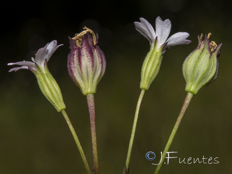 Silene laeta.05