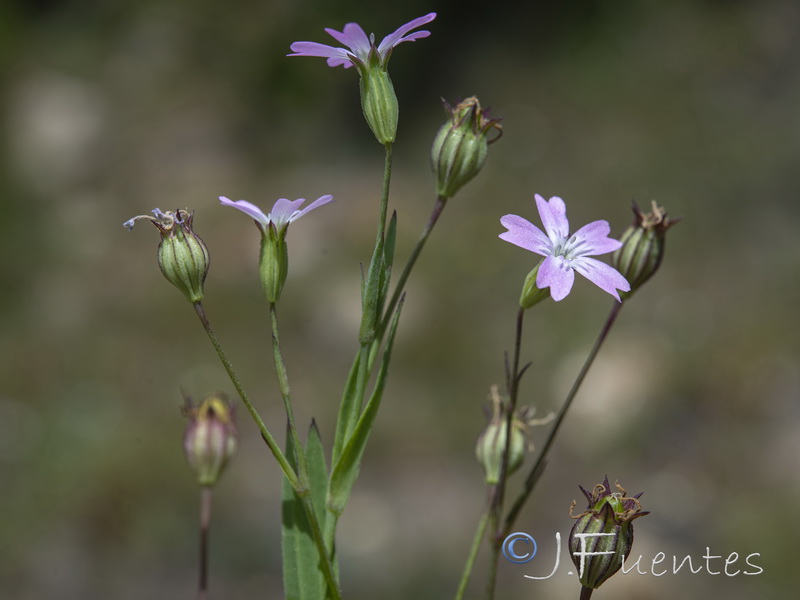 Silene laeta.06