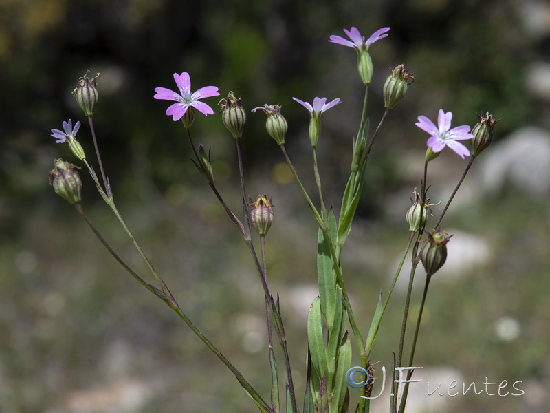 Silene laeta.07