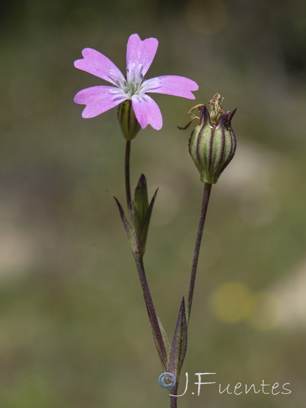 Silene laeta.08