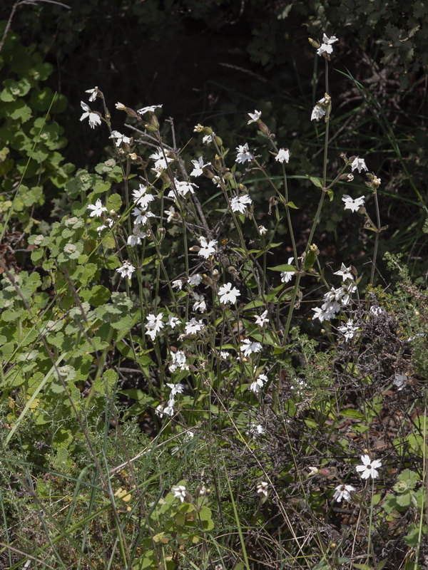 Silene latifolia.01